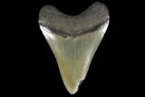 3.97" Fossil Megalodon Tooth - South Carolina - #130706-2